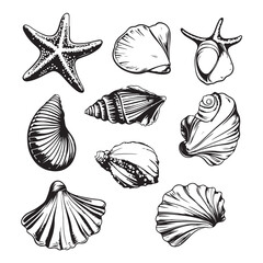 Set of different black sea shells and starfish vector illustration