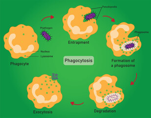 Infographic of phagocytosis is a crucial process by which specialized immune cells, such as macrophages and neutrophils, engulf and destroy harmful pathogens to protect the body from infection.