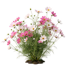 Obraz premium A colorful and vibrant bush of cosmos flowers in full summer bloom isolated on a transparent background png