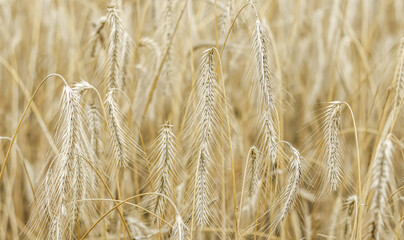Close-up of golden wheat or rye stalks, showcasing the intricate details of the ripening grains,...