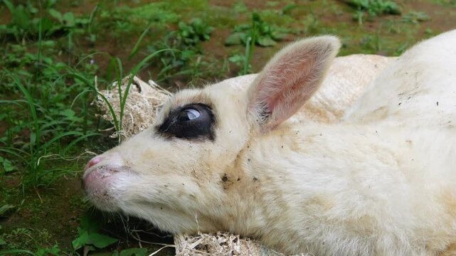 the lamb is sick. the little lamb is about to die