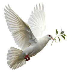 Obraz premium A beautiful white dove, a symbol of peace, flying with an olive branch isolated on a transparent background png