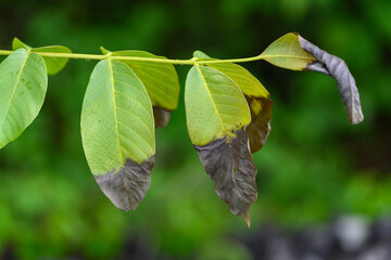 The evening frost bit the young walnut leaves.
