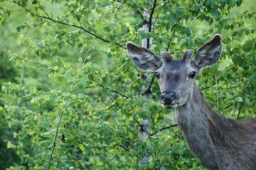 deer in the woods