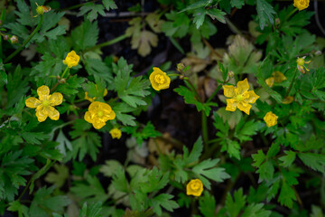 Beautiful yellow flowers of tormentil (Potentilla erecta) with raindrops, captured in natural outdoor light, highlighting their delicate petals and fresh green foliage. 
