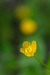 Beautiful yellow flowers of tormentil (Potentilla erecta) with raindrops, captured in natural outdoor light, highlighting their delicate petals and fresh green foliage. 
