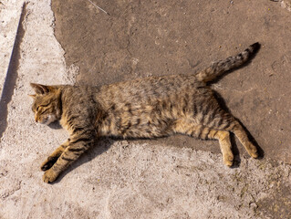 A cat laying on the ground with its head down on the pavement