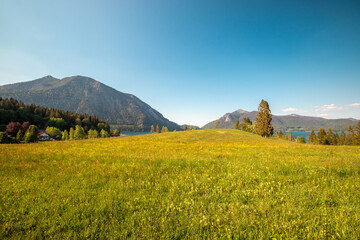 Beautiful daisies in a sunny meadow with mountains in the background in Bayern, Germany