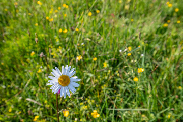 Beautiful daisies in a sunny meadow with mountains in the background in Bayern, Germany