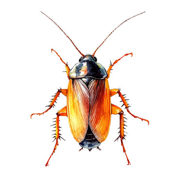watercolor vector of Cockroach, isolated on a white background.