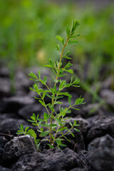 Common St. John's wort (Hypericum perforatum) growing among stones without flowers, showing its distinctive perforated leaves and upright stems in natural outdoor light.
