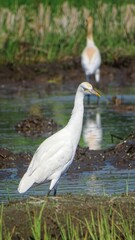 Close up of white egret at the pond