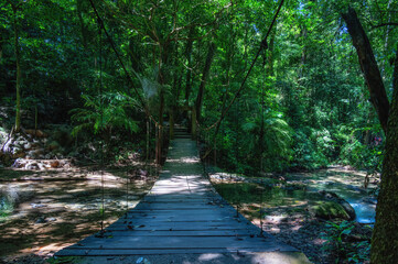 Mexican jungle at Palenque Temple complex, Chiapas region, Mexico.