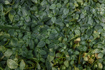 Beautiful green leaves of a Fittonia verschaffeltii also known as a Nerve plant from Peru.