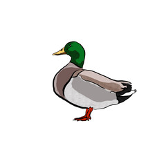 Mallard duck