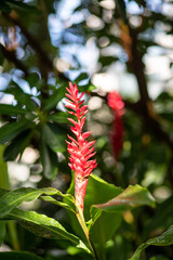 Red ginger alpinia purpurata blooming in tropical garden