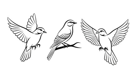 Obraz premium Black and White Line Drawing of Small Birds Flying and Perching on Branch 