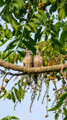 A couple of wild zebra dove in the forest