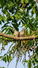 a couple of wild zebra dove perching on the tree