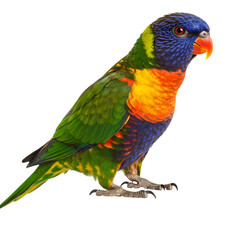 Obraz premium Rainbow Lorikeet: Vibrant Parrot Bird Photography