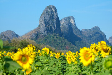 Sunflower field with mountain in background, Lopburi, Thailand