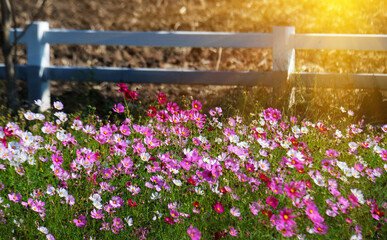 Cosmos flower field in the morning. (Cosmos Bipinnatus)