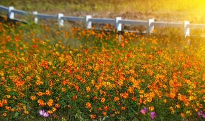 Cosmos flower field in the morning. (Cosmos Bipinnatus)
