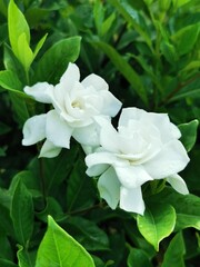 Obraz premium Photo Of White Gardenia Flowers