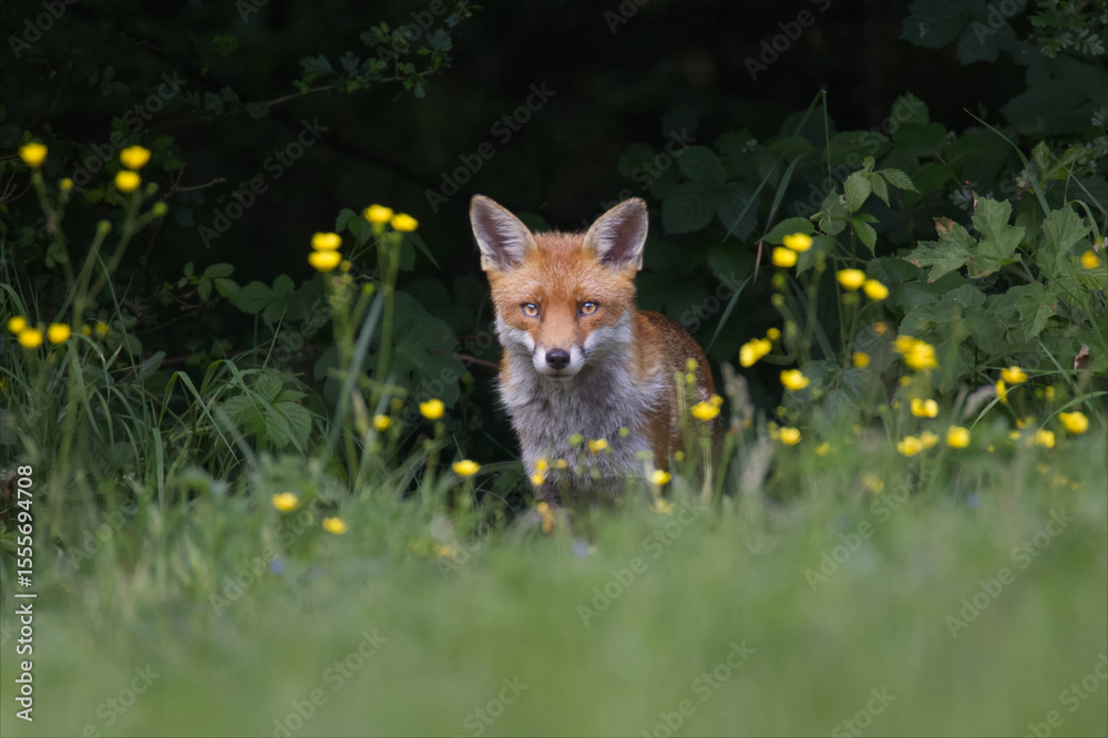 Poster a red fox sits quietly with an intense gaze at the camera. it is staring through out of focus yellow