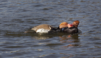 two male pochards fighting. Their beaks are locked in the battle. There is space for text copy  around the subject
