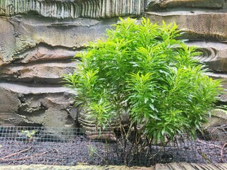 The plant in the picture is an ornamental plant often called 
