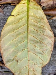 Dry Leaf Texture with Subtle Vein Patterns