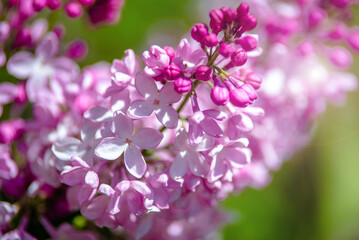 Pink lilac blooms in the Botanical garden
