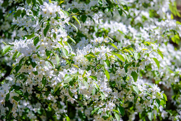 Flowering branch of pear in the garden in spring
