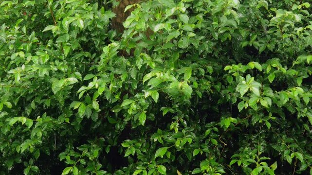 plants are drenched in rain