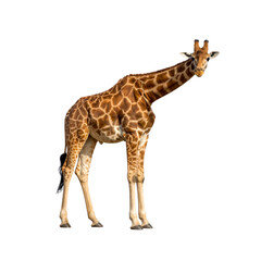 Fototapeta premium - A giraffe isolated on a transparent png white background