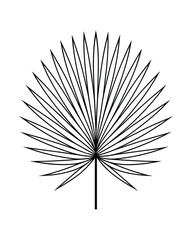 Obraz premium Elegant Single Fan Palm Leaf Line Art Illustration on White Background. Minimalist Design.