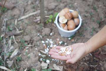 Hands hold egg shell to fertilize plants. Concept, kitchen waste management, making compost from...