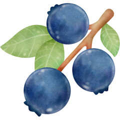 Blueberry and leaves watercolor style paper texture illustration