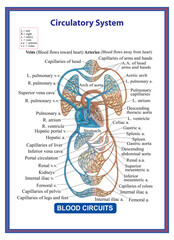 Circulatory System Blood Circuits