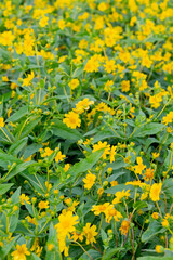 A breathtaking view of a vast cosmos flower field in full bloom, with pink, white, and magenta petals dancing under the sunlight. The vibrant meadow stretches into the horizon, creating a dreamy