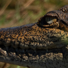 Image of an eye and part of the head of a freshwater Australian crocodile in the wild
