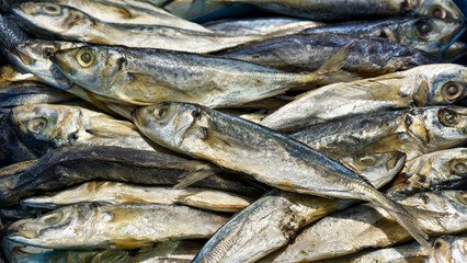 A bounty of glistening mackerel capturing their silvery scales and distinct features in a tight