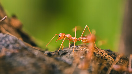 A close up view of an ant crawling on a piece of tree branch in a lush forest environment