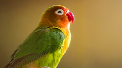 Adorable lovebird portrait showcasing vibrant plumage and gentle expression against warm backdrop