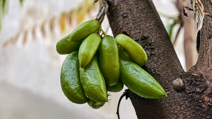 Averrhoa Bilimbi hanging naturally, a cluster of vibrant green tropical fruits growing on a tree