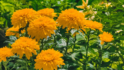 Cheerful clusters of radiant golden yellow chrysanthemums blooming in vibrant foliage
