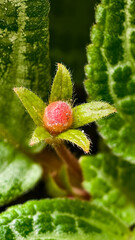 A close-up photo showcases the delicate beauty of a budding Episcia flower, surrounded by rich foliage