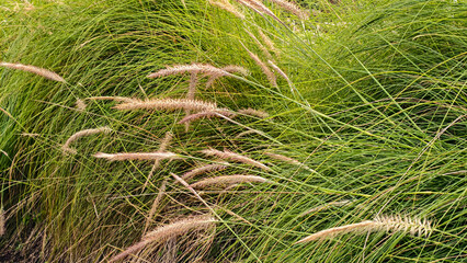 Close up view of the undulating fountain grass amidst the vibrant green bushes