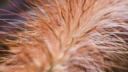 Delicate pampas grass plumes in soft focus, capturing nature's subtle beauty